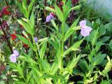 Tavi növények - Mimulus ringens